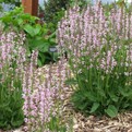 Pink Meadow Clary Sage